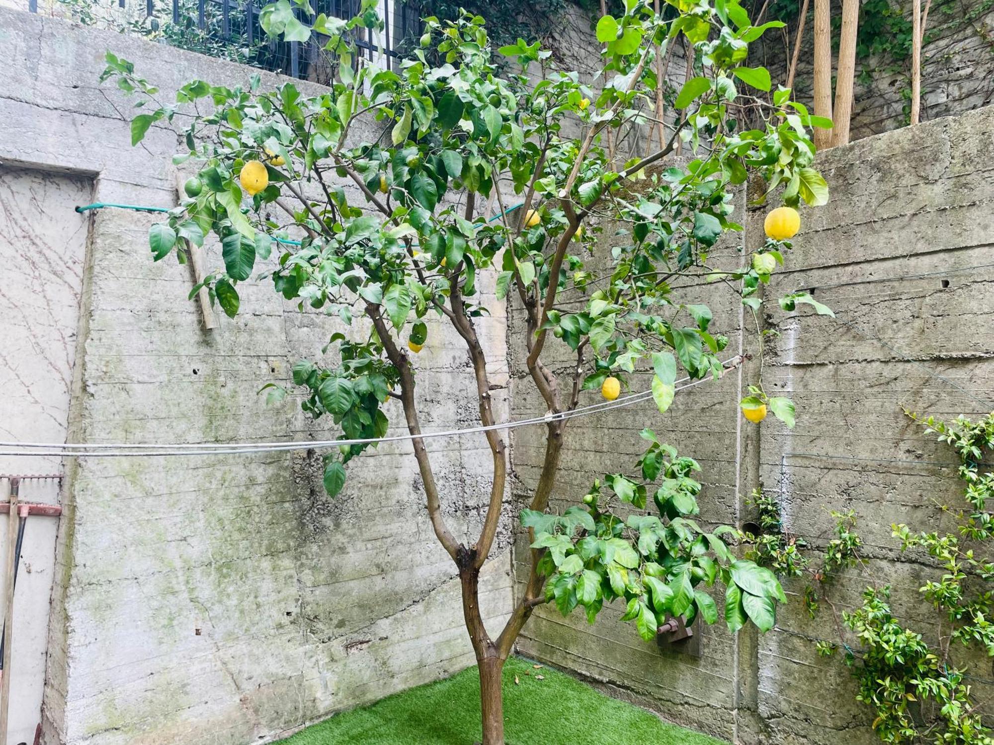 Lemon Tree Resort - Freeparking - Garden 제노바 외부 사진